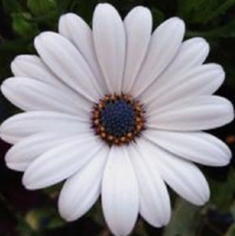 20 Pc Seeds White Osteospermum Flower, Osteospermum Seeds for Planting | RK - £11.51 GBP