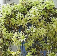 Hot Selling Gimax 100Seeds Clematis Flower Seeds Plant Seeds Vines Climbings Gar - $9.82