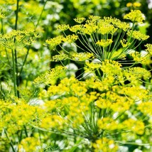 Dill Bouquet Seeds Heirloom NON-GMO Easy Grow Herb Size: 50,100,200,500,... - $1.79+