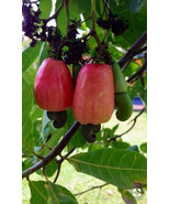 Exotic Cashew Tree Anacardium Occidentale, 5 SEEDS D - $18.35