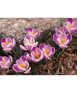SL 50Pcs Saffron Crocus Seeds - $3.38