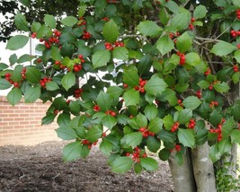 Ilex Opaca (American Holly) 15 seeds - £1.20 GBP