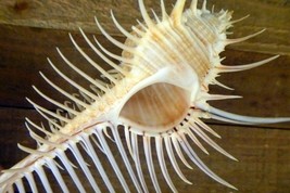 ToyVenus comb murexfigure 3&quot; and 6&quot; sizes exotic shell seashells beach d... - $30.00