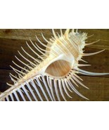 ToyVenus comb murexfigure 3&quot; and 6&quot; sizes exotic shell seashells beach d... - €25,75 EUR