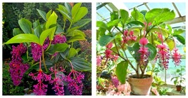 Live Flowering Plant Medinilla Myriantha &quot;Malaysian Orchid&quot; AKA Malaysian Grapes - £37.65 GBP