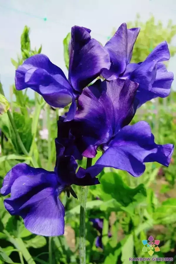 US Seller 50 Joyce Stanton Sweet Pea Seeds New Fresh - $5.48