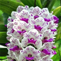 Orchid Seeds 100 Seeds Beautiful - $13.11