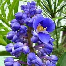 Hawaiian Tropical Blue Ginger Plant Root ~ Grow Hawaii by Kanoa Hawaii - $23.88