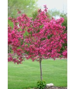 5 Dwarf Pink Dogwood Tree Cornus Florida Fubra Flowering Hardy Fall Seeds  - $19.99