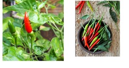 Thai &quot;Prik-Mun&quot; Pepper Seeds | Fresh Garden Seeds - £12.58 GBP+