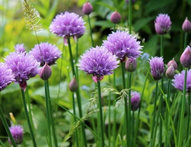 150 seeds 2025 chive / chives herb ~ heirloomseedguy non-gmo - $5.31