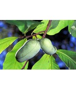 5 Paw Paw Fruit Tree Indian Banana Asimina Triloba Heirloom Seeds - $256.44 MXN