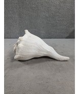 Large Natural Marine Shell 4” Tall Giant Sea Clam Coastal Beach Ocean Deco - £12.63 GBP