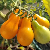 500 Seeds Tomato Yellow Pear Tasty Heirloom Organic NON GMO - £14.89 GBP