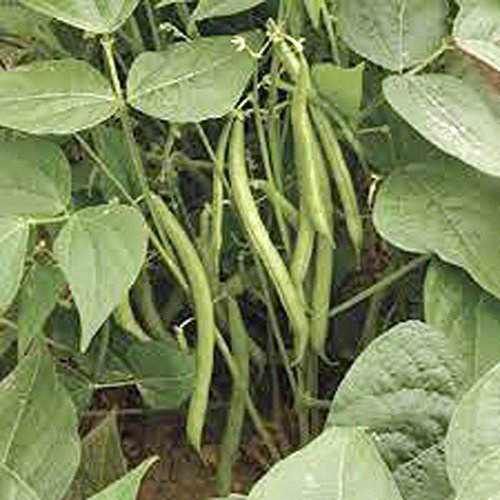 Slenderette Bush Bean Seeds, Non GMO 500+ Seeds, Great Tasting and Healthy - £16.07 GBP