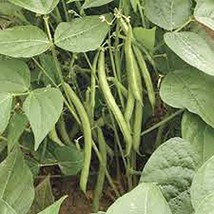 Slenderette Bush Bean Seeds, Non GMO 500+ Seeds, Great Tasting and Healthy - £15.72 GBP