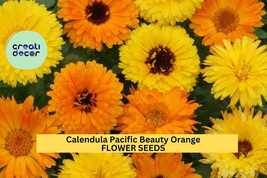 Calendula Pacific Beauty Orange Seeds – 300mg (~100 Seeds), Vibrant Annu... - $5.85+