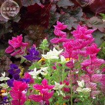 New Fresh Clary Salvia Mixed Red Blue Flower Seeds Pack 30 Seeds Salvia Horminum - £2.95 GBP