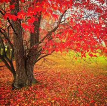 FAST GROWING TREE SEEDS: Red Maple (Acer rubrum)  | AF Seeds - £4.59 GBP