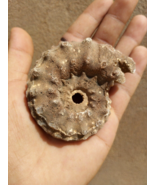 3inch Ammonite Calcite Mineral Fossil from Morocco Ammonites fossil - $1,020.22 MXN
