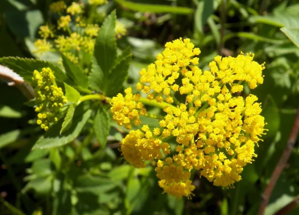Golden Alexanders Golden Zizia Yellow Flower 250 Seeds Garden - $1.98