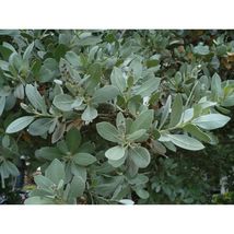 Silver Buttonwood Conocarpus erectus var. sericeus 30 Seeds GTL09 - £23.86 GBP