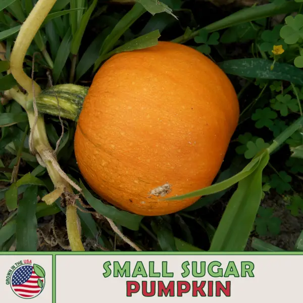 10 New England Sugar Pie Pumpkin Seeds Heirloom Sweet Non-Gmo Genuine Usa Garden - $6.50