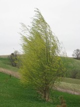 HSE One Hybrid Willow Tree to Grow - Fast Growing Privacy or Shade - Austree Wil - £13.12 GBP