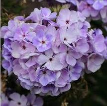 1.phlox FLAME BLUE 2.5&quot; pot  Live Potted Plantfor Home Garden - £22.05 GBP