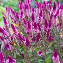 40+ Flower Seeds Celosia Flamingo Pink Self-Seeding Annual - £13.57 GBP