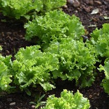 New Endive Frisse Seeds Escarole Chicory Cichorium Endivia Fresh Seeds 500 Seeds - £6.84 GBP