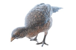 c.1910 Large Austrian Cold Painted Bronze Pheasant - $589.05