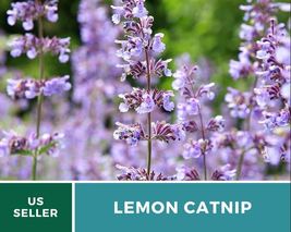 250 Catnip Lemon Seeds Nepeta cataria v. Citriodoa Medicinal Herb Lemon scented - £12.59 GBP