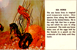 Postcard Seahorses and a History of the Species  Florida 1950s Unposted - £3.89 GBP