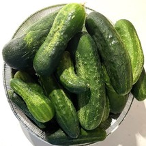 Spacemaster Cucumber Seeds Organic US Fast Shipping - $37.22 MXN