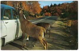 Ontario Postcard Port Severn Thatcher Winger Photo Deer 1950s Car - £1.65 GBP