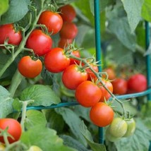 50 Tomato Husky Red Cherry Tomatoes Fresh Seeds USA Seller - £12.60 GBP