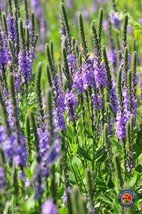 THJAR 1000 Purple Hoary VERVAIN Flower Seeds VERBENA Stricta Butterf;y H... - $74.18 MXN