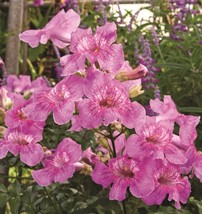 15 Seeds Queen Of Sheba Vine Flowers Fresh Seeds - $10.00