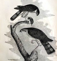 Sharp Shinned Hawk Victorian 1856 Bird Art Plate Print Antique Nature DWT15 - £15.68 GBP