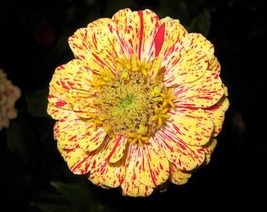 USA Seller 150 Candy Stripe Zinnia Mix Elegans Flower Seeds Mixed Colors With Re - £11.13 GBP