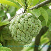 Tropical Seeds Sweetsop 10 Seeds Annona Squamosa Fast Ship Fresh USA SELLER - £14.54 GBP