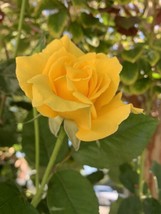 Radiant Perfume Rose Fragrant Large Yellow Rose 1 Bareroots Plant Fresh Garden - £39.31 GBP