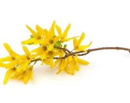 Forsythia Cuttings Fresh Flowers Gold Yellow Plant Cut On Order Fresh Ga... - $19.88