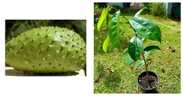 Live Fruit Tree Soursop (Annona Muricata) 2&#39;-3&#39; - £76.32 GBP