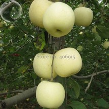 High Yield Big White Sweet Apple 10 Seeds Tasty Crisp Organic Apple Tree Gardeni - £9.27 GBP