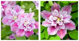 Double Pink White Clematis Seeds Flowers Seed Perennial Flower 50 Seeds  - £33.37 GBP