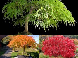 Variety Size Seeds Lace Leaf Japanese Maple Acer palmatum dissectum Tree Seeds - £13.36 GBP+