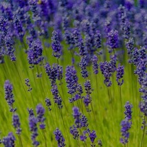 New Lavender Munstead (Lavandula Angustifolia Munstead - 50 Seeds Fresh Garden U - £7.52 GBP