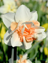 8 Daffodils (Narcissus) Replete Dazzling double flowers with white, pink center - £13.44 GBP